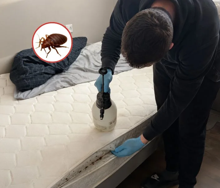 Technicien traitant un matelas contre les punaises de lit à La Courneuve